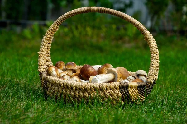 Champiñones Recién Recogidos Penny Bun Aka Cep Porcini Una Canasta — Foto de Stock