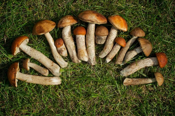 Mantar toplama sezonu. Leccinum (Leccinum manzanitae) Mantar güzel gün ışığında parlak yeşil çimenlerin üzerinde yarım daire içinde ortaya koydu. Uygulanan vignette efekti.