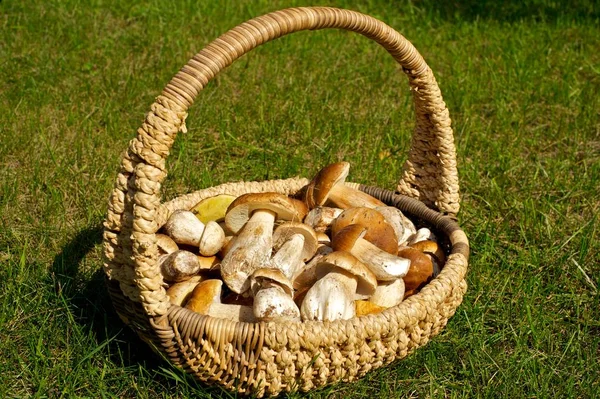 Hasır sepet dolu taze mantar (aka Cep veya Porcini) Penny Bun aldı güneş ışığı parlak yeşil çimenlerin üzerinde duran.