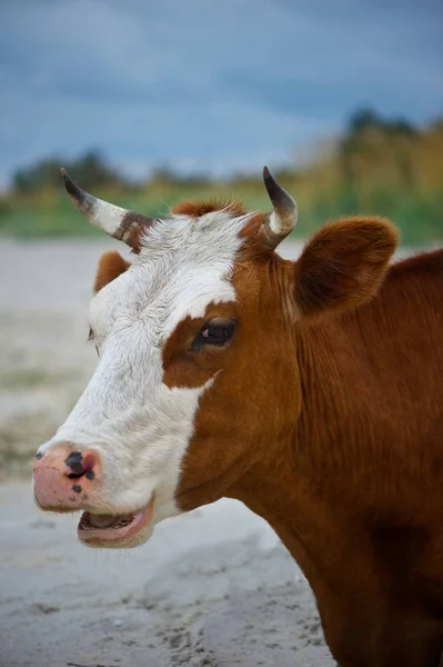 A smiling cow. Brown and white cow portrait on beach. Trees, sky and sand in background.