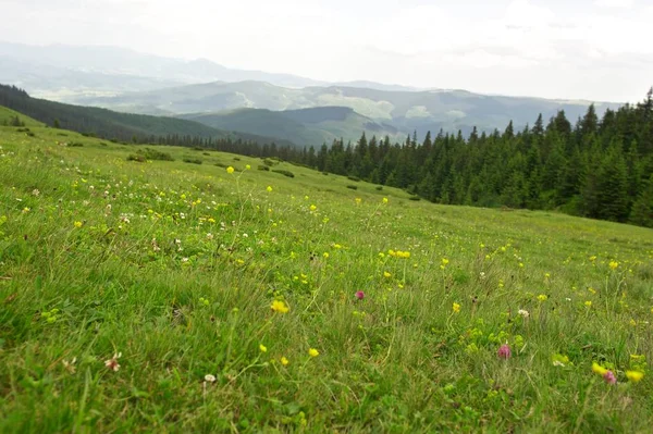 Bahar Mountainscape. Yeşil tepe. Orman arka planda.