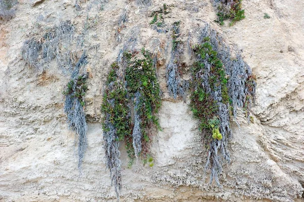 Sarkıyordu Srail Bir Plajda Cliff Tarafındaki Büyüyen Bitkiler — Stok fotoğraf