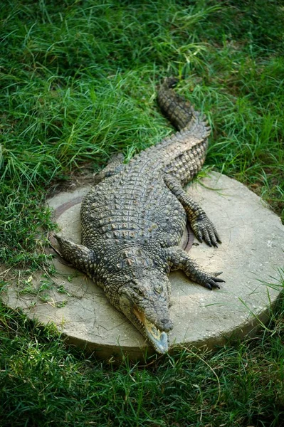 İsrail bir Safari Park çim çevrili beton yatan bir timsah.