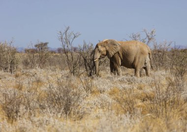 Etkin bir Nationa Park Namibya da bir fil