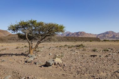 Namibya Damaraland bölgenin ıssız peyzaj ağacında