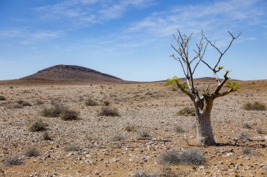 Ağaç ve Namibya bozulmamış Damaraland dağlarında