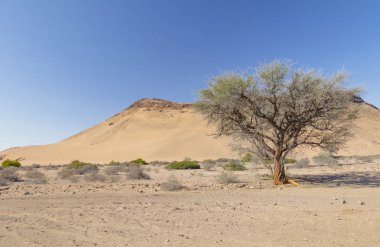Ağaç ve Namibya Damaraland bölgesinin Dağları