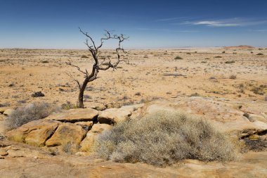 Namibya ülkesindeki Damaraland Brandberg alanı ağacında
