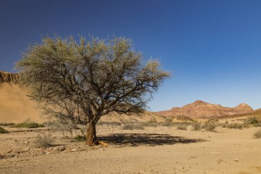 Ağaç ve Namibya Damaraland bölgesinin Dağları