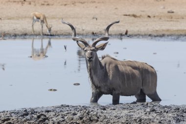 Bir gemi enkazı Namibya iskelet sahilinde parçaları