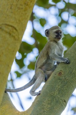 Şirin kadife maymun yavru Kunene nehir bankalarında