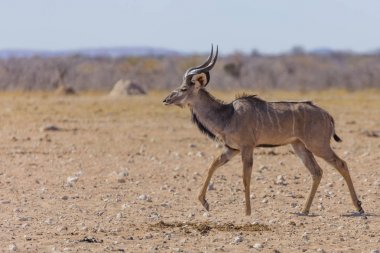 Etkin, Namibya Ulusal parklarından biridir içinde bir erkek Kudu