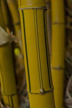 Bambu bitki Namibya kuzey kesiminde Kunene nehir bankalarında