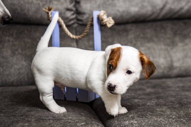 Yavru köpek Jack Russell Terrier