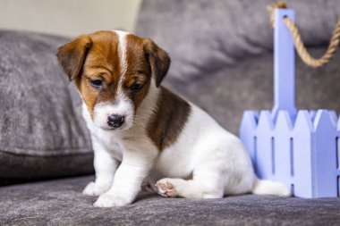 Yavru köpek Jack Russell Terrier