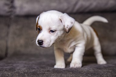Yavru köpek Jack Russell Terrier