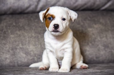Yavru köpek Jack Russell Terrier