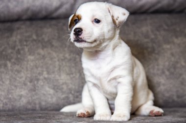 Yavru köpek Jack Russell Terrier