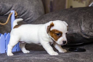 Yavru köpek Jack Russell Terrier