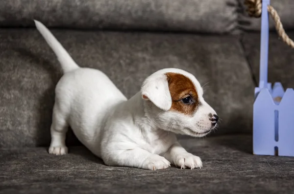 Cucciolo Razza Jack Russell Terrier — Foto Stock