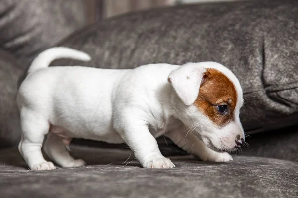 Der Welpe Der Rasse Jack Russell Terrier — Stockfoto