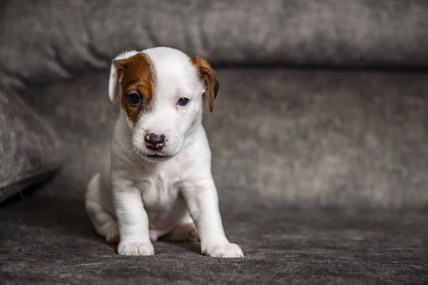 Cachorro Raça Jack Russell Terrier — Fotografia de Stock