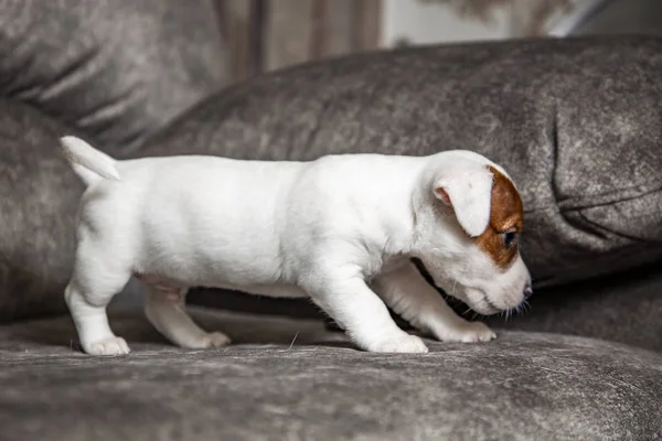 Cucciolo Razza Jack Russell Terrier — Foto Stock