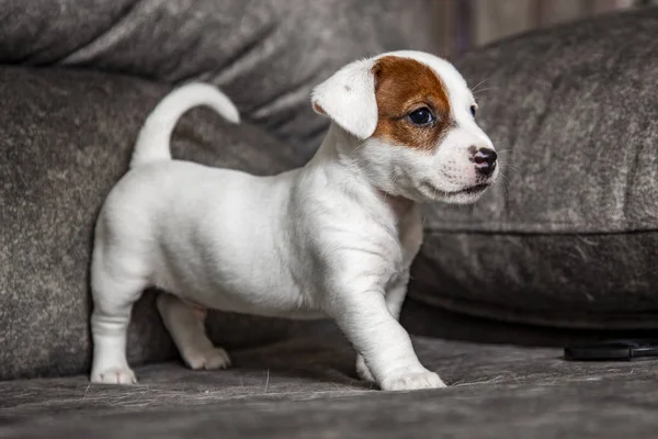品种杰克罗素Terrier的小狗 — 图库照片