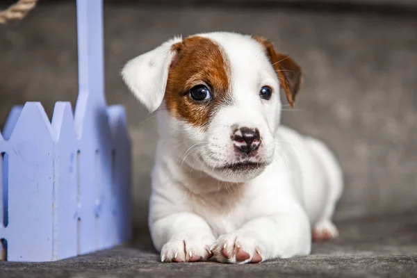 Cachorro Raça Jack Russell Terrier — Fotografia de Stock