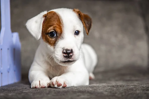 Pup Van Ras Jack Russell Terrier — Stockfoto