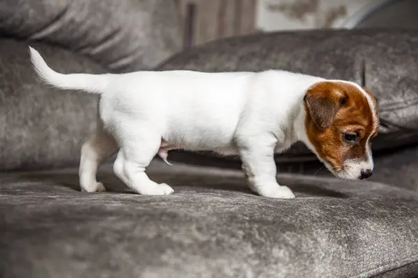 Der Welpe Der Rasse Jack Russell Terrier — Stockfoto