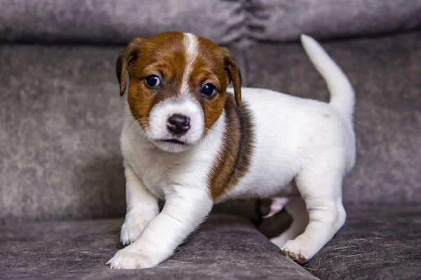 Cachorro Raça Jack Russell Terrier — Fotografia de Stock