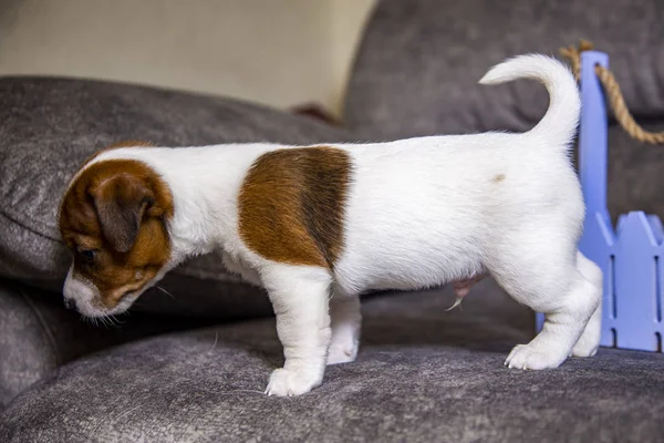 Der Welpe Der Rasse Jack Russell Terrier — Stockfoto