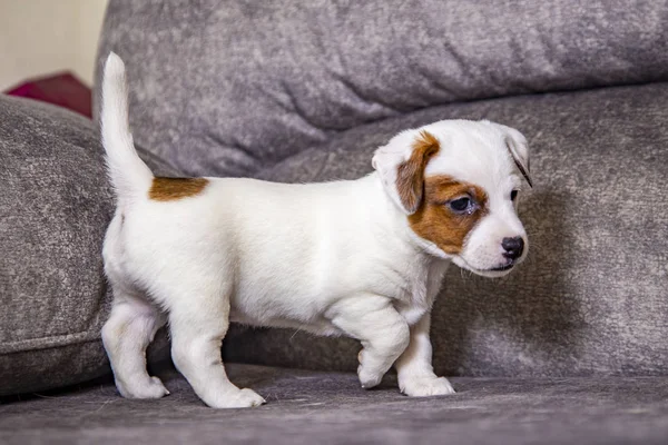 Der Welpe Der Rasse Jack Russell Terrier — Stockfoto