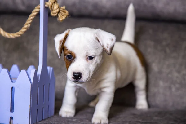 Cachorro Raça Jack Russell Terrier — Fotografia de Stock