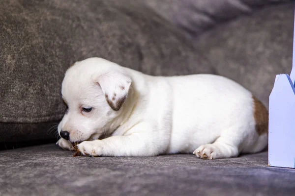 Puppy Breed Jack Russell Terrier — Stock Photo, Image