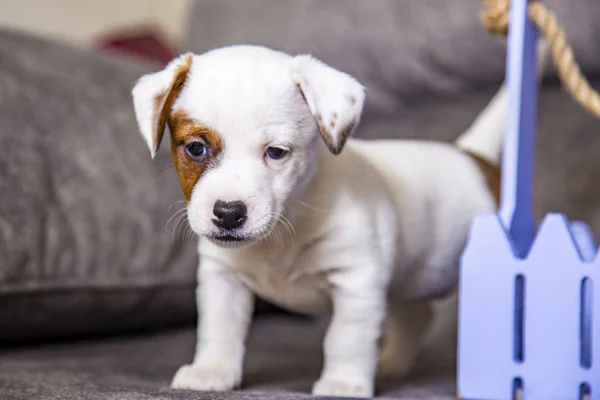 Der Welpe Der Rasse Jack Russell Terrier — Stockfoto