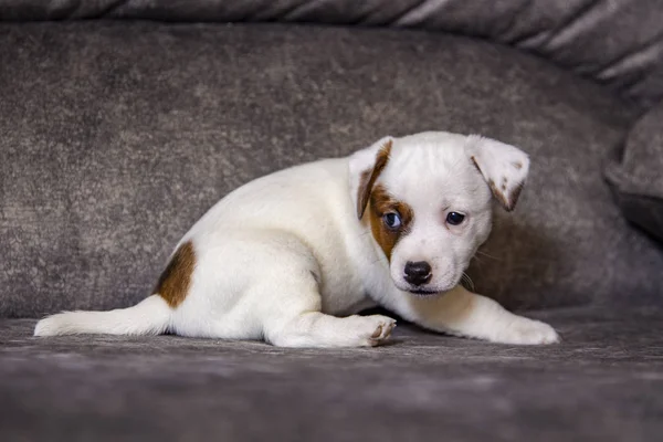 Der Welpe Der Rasse Jack Russell Terrier — Stockfoto