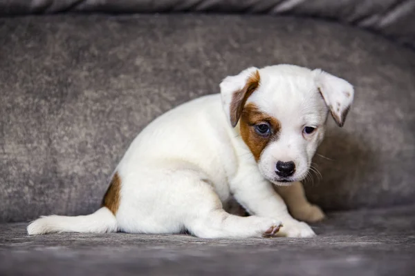 Κουτάβι Της Φυλής Jack Russell Terrier — Φωτογραφία Αρχείου