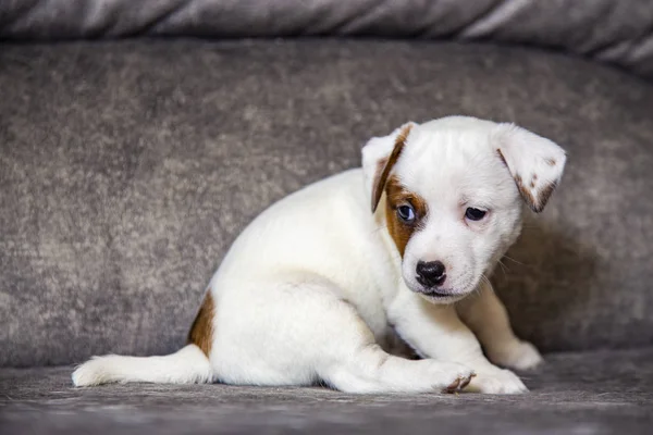 Cucciolo Razza Jack Russell Terrier — Foto Stock