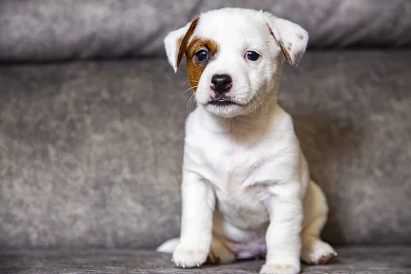 Cucciolo Razza Jack Russell Terrier — Foto Stock