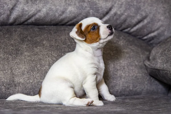 Cucciolo Razza Jack Russell Terrier — Foto Stock