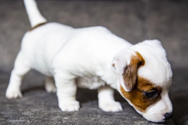 Der Welpe Der Rasse Jack Russell Terrier — Stockfoto