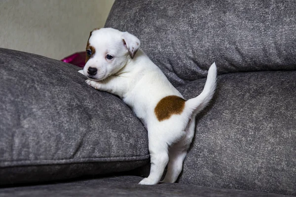 Der Welpe Der Rasse Jack Russell Terrier — Stockfoto