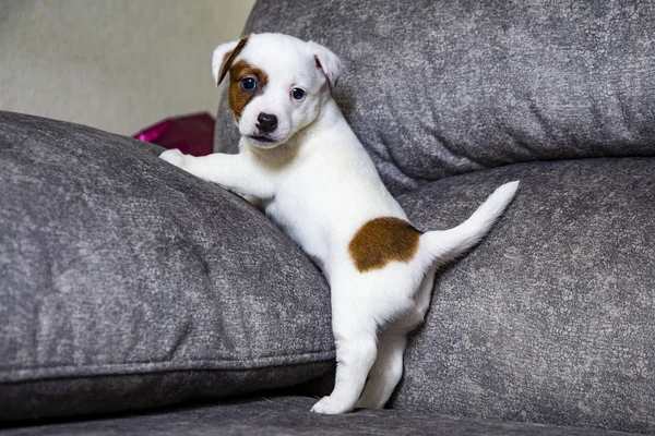 Der Welpe Der Rasse Jack Russell Terrier — Stockfoto