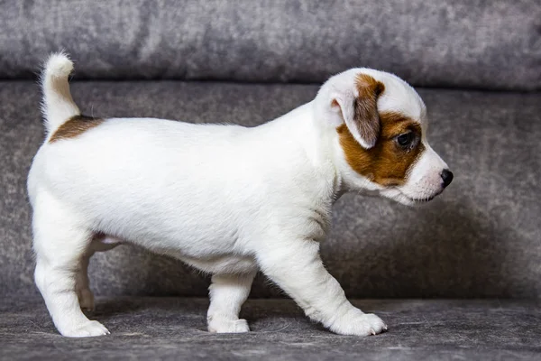 Valpen Ras Jack Russell Terrier — Stockfoto