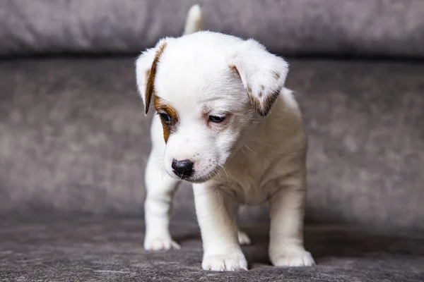 Κουτάβι Της Φυλής Jack Russell Terrier — Φωτογραφία Αρχείου