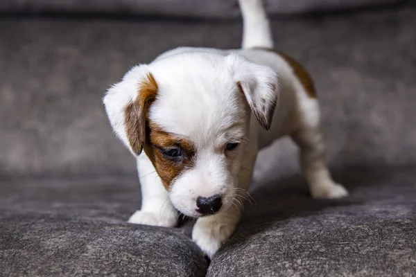 Κουτάβι Της Φυλής Jack Russell Terrier — Φωτογραφία Αρχείου