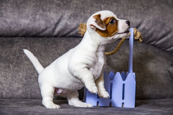 Der Welpe Der Rasse Jack Russell Terrier — Stockfoto