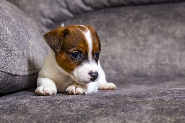Yavru köpek Jack Russell Terrier